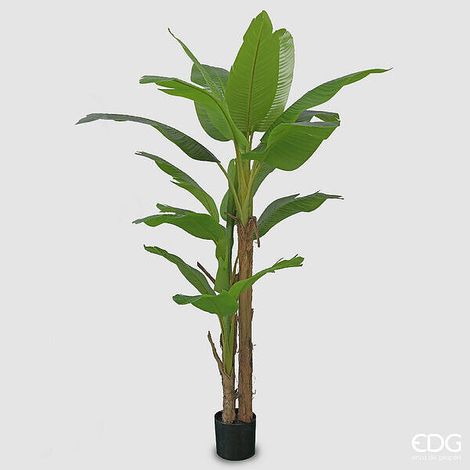 EDG Enzo De Gasperi Banano con Vaso Artificiale H 200 Cm Colore Verde (1/2)