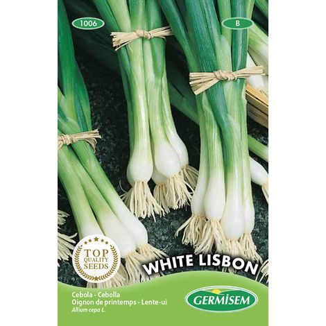 graines Oignon de printemps WHITE LISBON