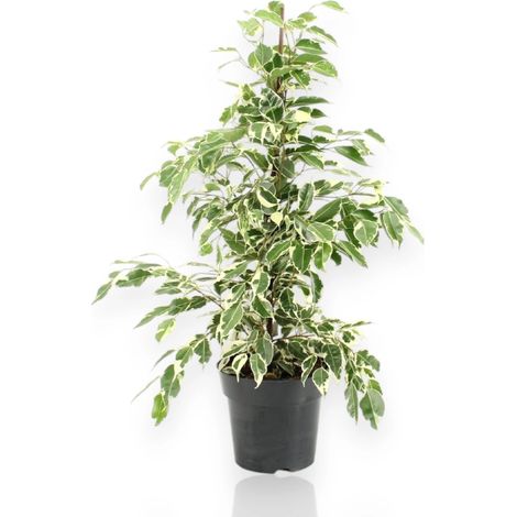 Gardenaria Ficus benjamina 'Twilight' - Pianta da interno ornamentale - Altezza: 140 cm (vaso 27) (1/5)