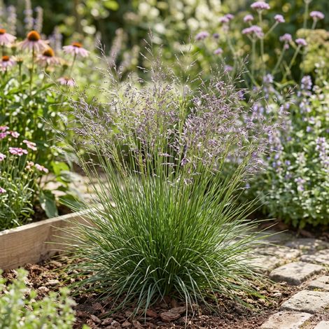 Molinie caerulea Heidezwerg 20cm Pot 3L - Molinia caerulea Heidezwerg
