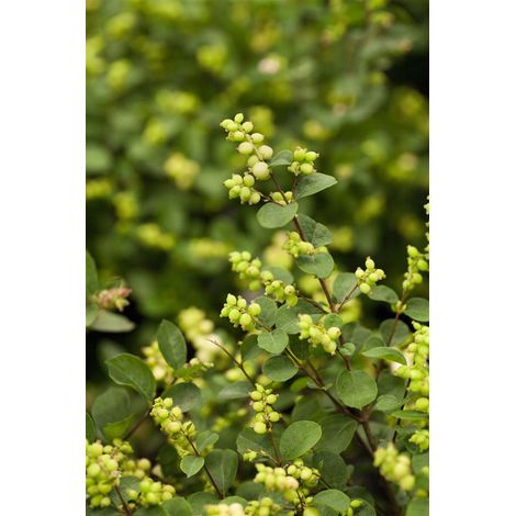 Schneebeere 'Mother of Pearl' Symphoricarpos doorenbosii 'Mother o.Pearl' C 4,6 50- 60