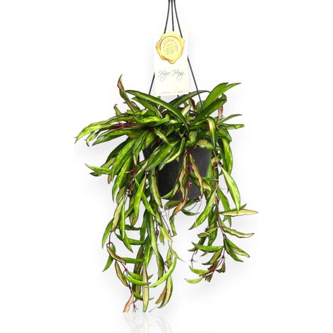 Gardenaria Hoya wayetii 'Tricolor' - Pianta da interno ornamentale - Altezza: 15 cm (vaso 12) (1/5)