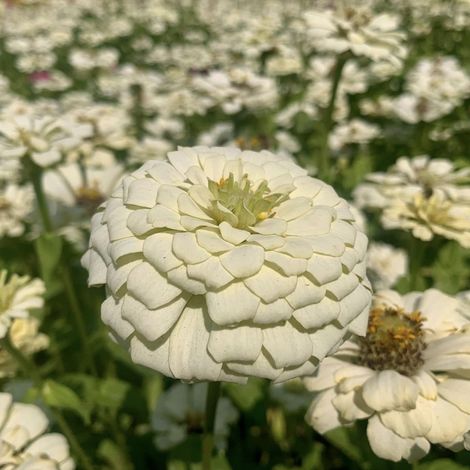 5000 Semences de Zinnia – Patrimoniales, Jardins Vifs, Fleurs Abondantes – Blanc (1/5)