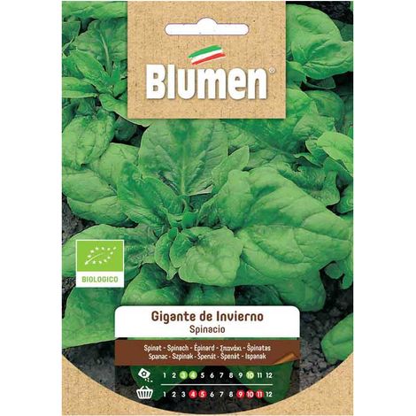 SEMI SPINACIO LISCIO GIGANTE DE INVIERNO BLUMEN