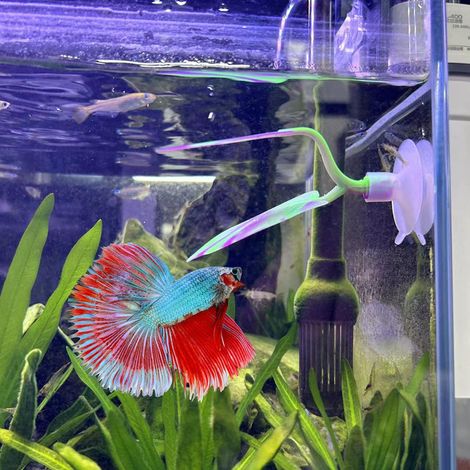 Lit de repos en silicone pour poissons combattants hamac feuille double pour aquarium décoratif avec ventouse (1/5)