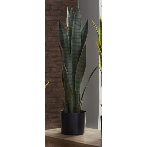 Plante Sansevieria 75 cm. 75 cm (1/5)