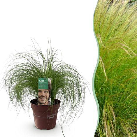 Graminée Ornementale Stipa tenuifolia Pony Tails - Plante de Jardin Persistante - Pot 17cm 50cm - PANGIVO (1/5)
