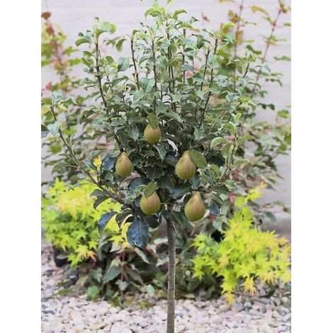 Poirier nain 'Louisa' Pot de 7,5L/10L, Tige de 30 cm