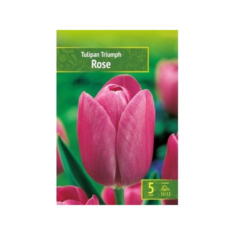 Tulipa – 5 Triumph Rose Tulpenzwiebeln – einfach zu züchten