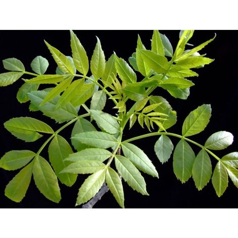 Planta de Fraxinus Angustifolia - Fresno de Hoja Estrecha. Altura 30 - 40 Cm