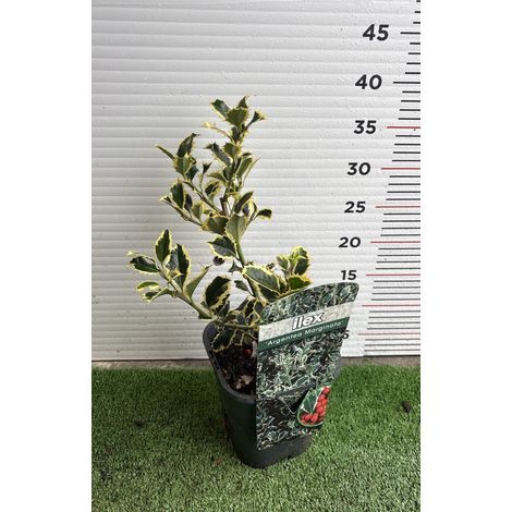 PIANTA DI ILEX VARIEGATO in vaso quadrato (foto reali)