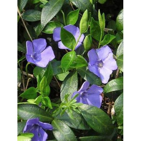 Petite pervenche 'Flower Power' Godet de 8/9 cm (1/2)