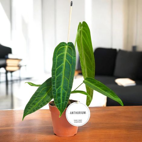 Gardenaria Anthurium warocqueanum - Pianta da interno ornamentale - Altezza: 40 cm (vaso 12) (1/4)