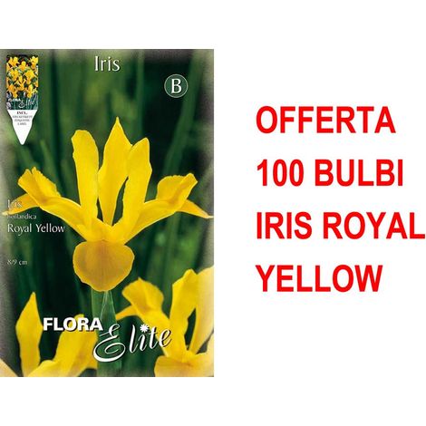 OFFERTA 100 BULBI IRIS HOLLANDICA ROYAL YELLOW BULBS BULBES