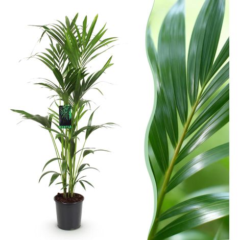 Palmier Kentia Howea Forsteriana - Plante d'Intérieur Tropicale - Pot 24 cm - Hauteur 140-150 cm - PANGIVO (1/5)