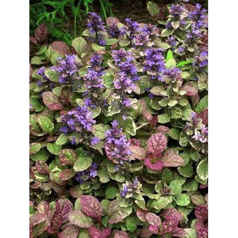 Bugle rampant 'Burgundy Glow' Godet de 7/8 cm (1/4)
