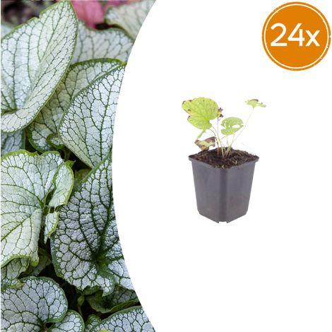 Lot de 24 Brunnera macrophylla 'Jack Frost', Myosotis du Caucase, Feuillage Argenté, Pot Ø 9 cm - PANGIVO (1/5)