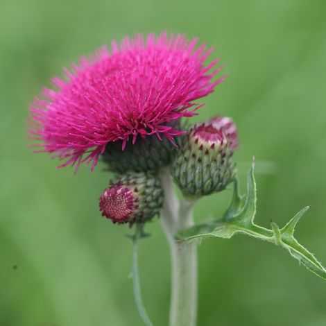 4 x Cirse des rives 'Atropurpureum' - godet 9x9 cm