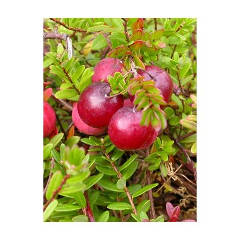 Canneberge, Airelle à gros fruits 'Pilgrim' Pot de 1,5L/2L, Buisson