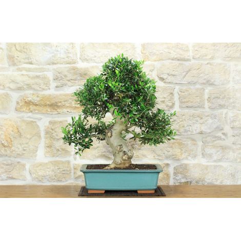 Bonsai di Olivo (190) (1/5)