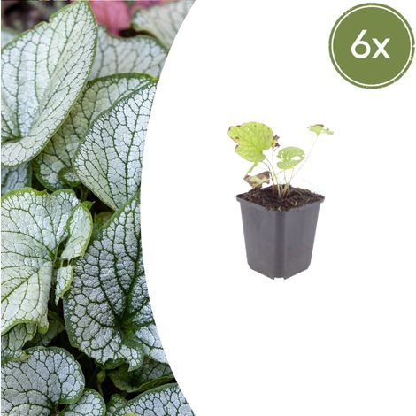 Lot de 6 Brunnera macrophylla Jack Frost Plante Vivace d'Ombre Feuillage Argenté Hauteur 10-25 cm - PANGIVO