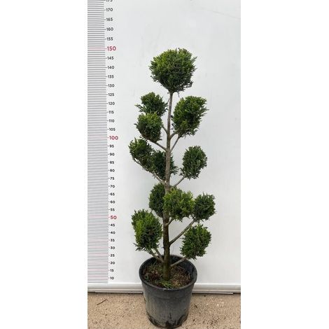 PIANTA DI CUPRESSOCYPARIS LEYLANDII C.W GOLD PON PON VASO CLT 18  (foto reali)
