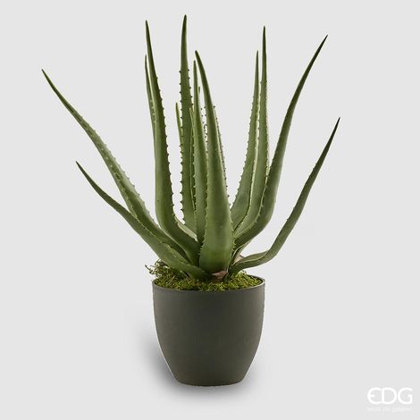 EDG Aloe Chic Con Vaso Pvc H 55 cm (1/2)