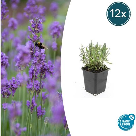 Lot de 12 Lavandes 'Munstead' Lavandula angustifolia Parfumées pour Jardin et Balcon 10-25 cm - PANGIVO (1/5)