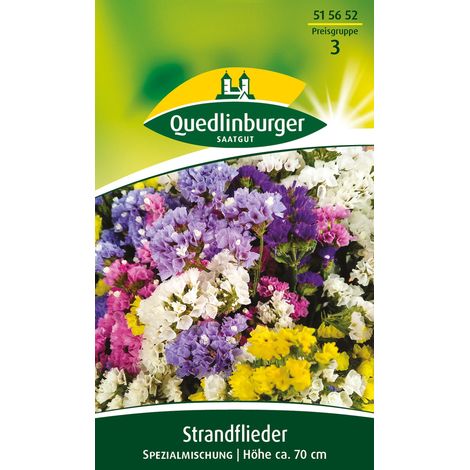 Quedlinburger Saatgut – Statice en mélange spécial – Graines de fleurs, hauteur env. 70 cm, environ 100 plants (1/2)