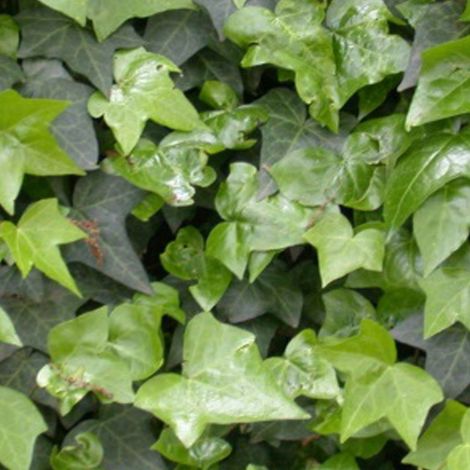 Lierre commun - Hedera helix  - 60-80 cm pot