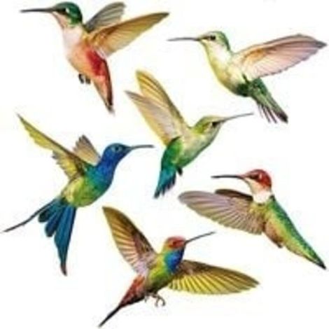 Fenêtre D'Autocollant Anti-Collision 6 Pièces Autocollant de FenêTre de Colibri Oiseaux Stickers Pour FenêTre Autocollant Verre Decal Anti-Collision FenêTre Cling Pour PréVenir des Oiseaux Strikes (1/5)