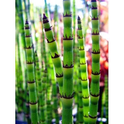 Gardenaria Coda di Cavallo - Equisetum hyemale - Graminacea ornamentale da esterno - Altezza: 60 cm  (vaso 17) (1/3)