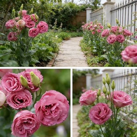1000 Graines de Lisianthus Rose Foncé – Variété Riche en Couleur, Floraison Généreuse, Culture Facile en Pot, Bac ou Pleine Terre (1/5)