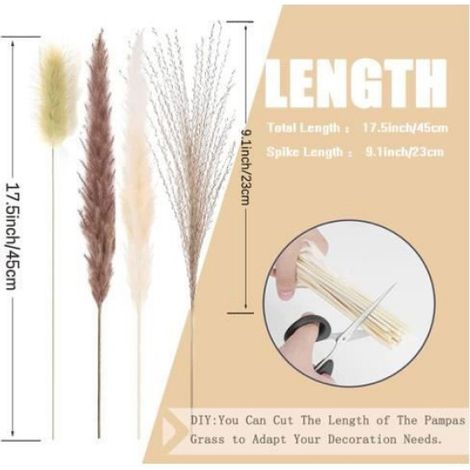 80pcs Herbe de la Pampa, 42,5cm, TIGE BOIS, Blanc Brun Roseau Queue de Lapin, Décoration Intérieure (1/4)