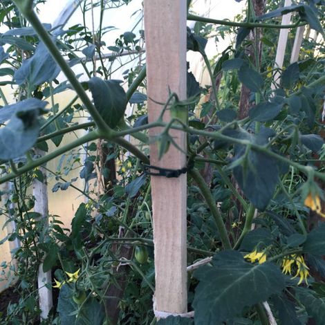 cravate de jardin (1/5)