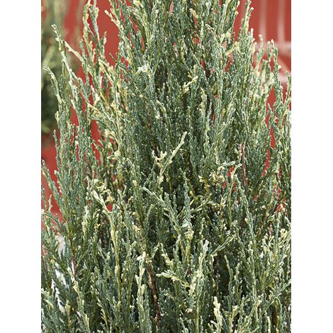 Genevrier des montagnes 'Blue Ivory' Pot de 2L/3L