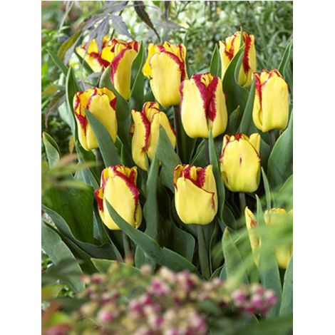Tulipe 'Early Cape Town' Bulbe calibre 12+ (par 10) (1/2)