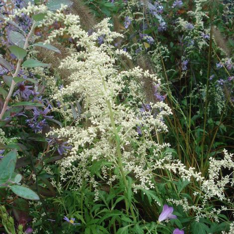 4 x Armoise chinoise - Artemisia lactiflora - godet 9x9 cm (1/4)