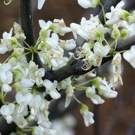 Cercis de Chine Shirobana, Arbre de Judée, Gainier de Chine/Pot de 15L - Baliveau