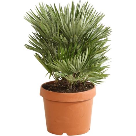 Palmier nain 'Siciliana' Chamaerops humilis 'Siciliana' Pot 26cm
