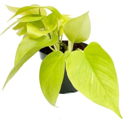 JUNAVERA Epipremnum Pothos doré En Pot de 12 cm (1/2)
