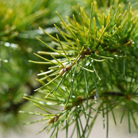 Cèdre de l'Himalaya - Cedrus deodara Pot 2,5L