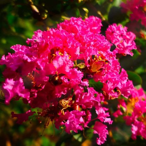 Pépinières Naudet – Lilas des Indes 'Petite Orchidée' – Arbuste compact – Floraison rose parfumée – Hauteur 1,5m – Exposition soleil – Période de floraison été (1/3)