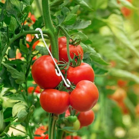 100 pinces à tomates, crochets à tomates de 13 cm, supports à tomates, pinces de support à tomates (1/4)