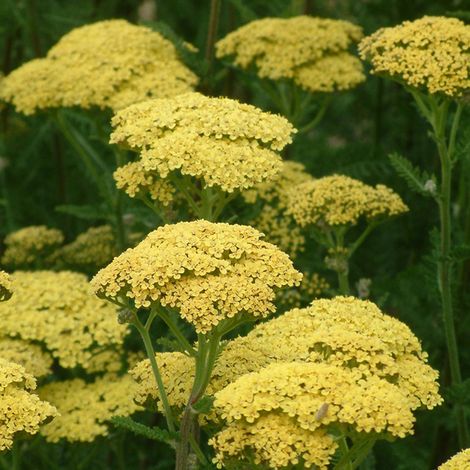 4 x Achillée  - Achillea 'Credo'  - godet 9x9 cm