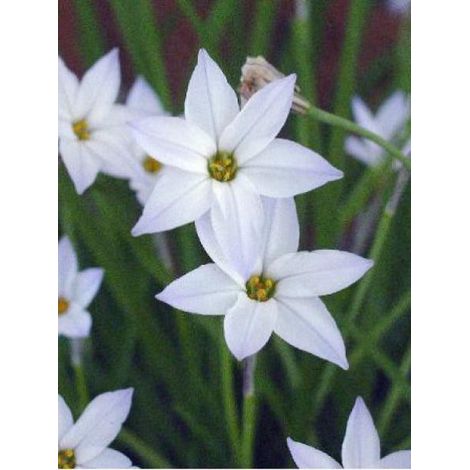 Ipheion uniflorum Bulbe calibre 4+ (par 20) (1/3)
