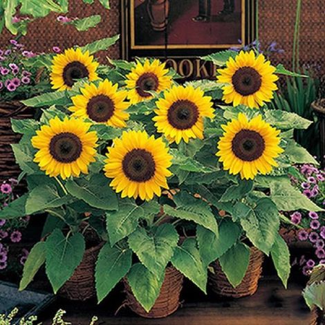 50 graines de tournesol, graines de fleurs, convenant à la plantation en pot et en extérieur (1/4)