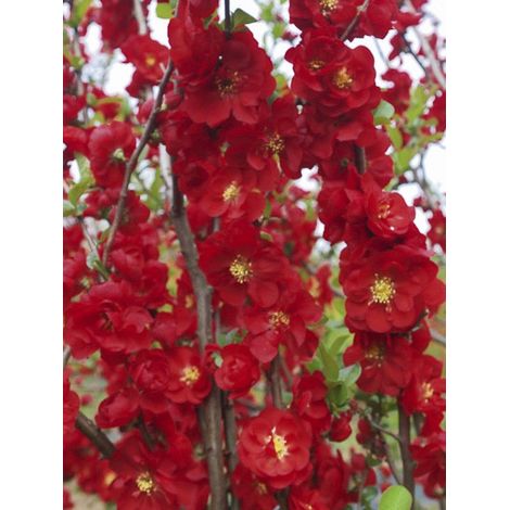 Cognassier du Japon 'Scarlet Storm' Pot de 7,5L/10L (1/4)