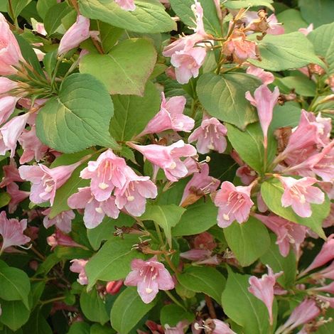 Weigela 'Rosea' - 50-60 cm pot (1/4)