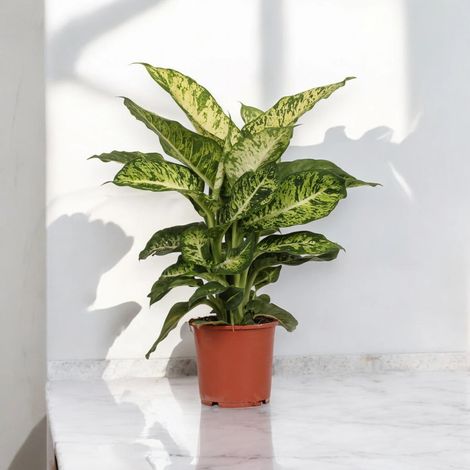 Gardenaria Dieffenbachia 'Mars' - Pianta da interno ornamentale - Altezza: 60 cm (vaso 17) (1/5)